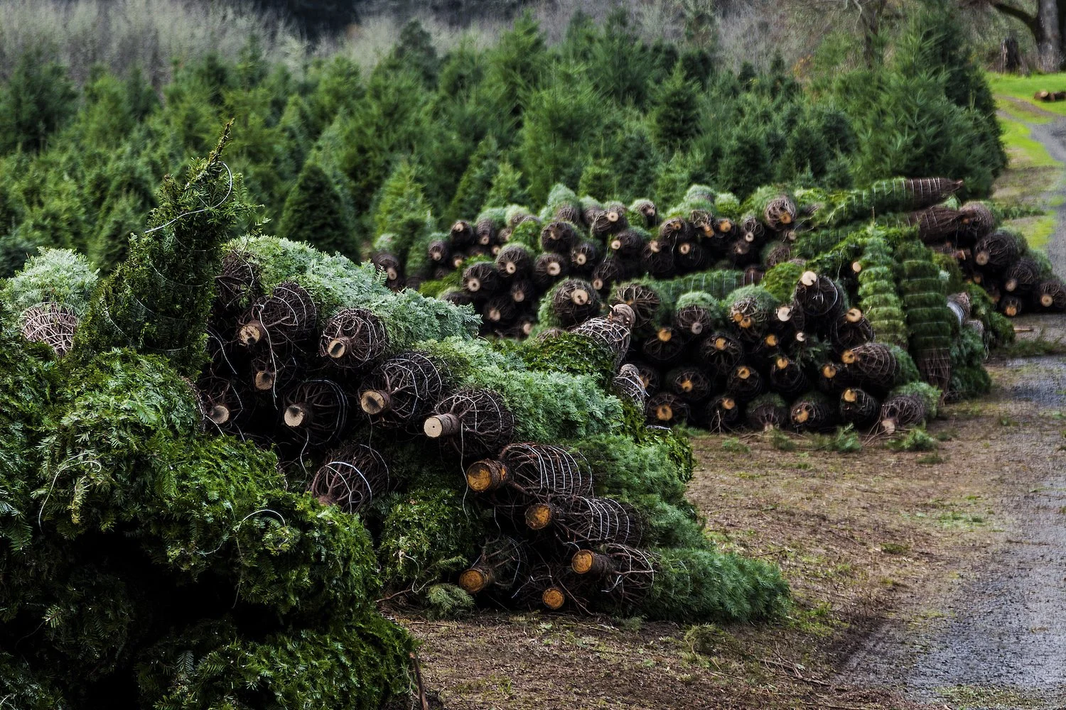 Wholesale Christmas Trees